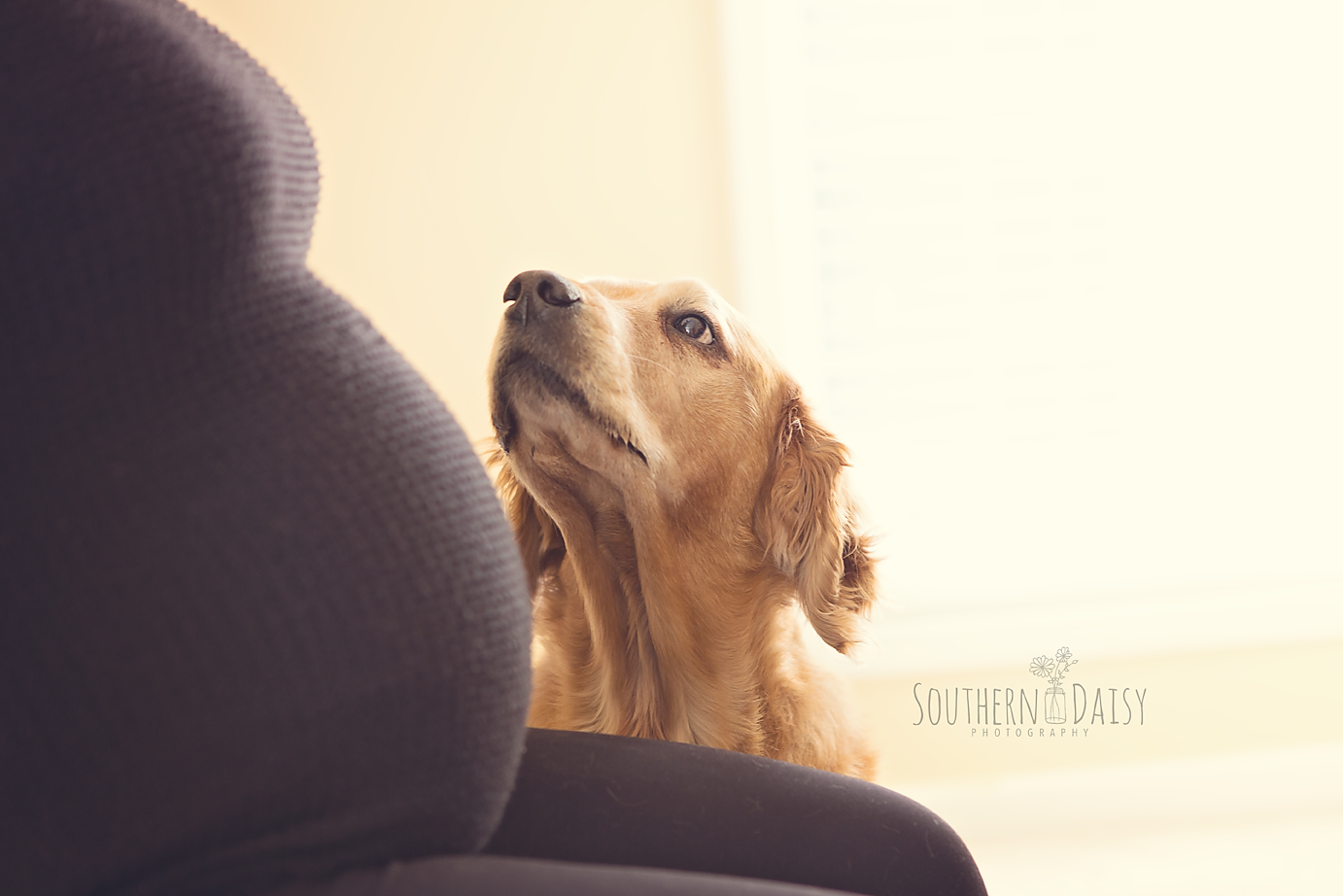 Maternity Session with Dog - Southern Daisy Photography - Hendersonville, TN