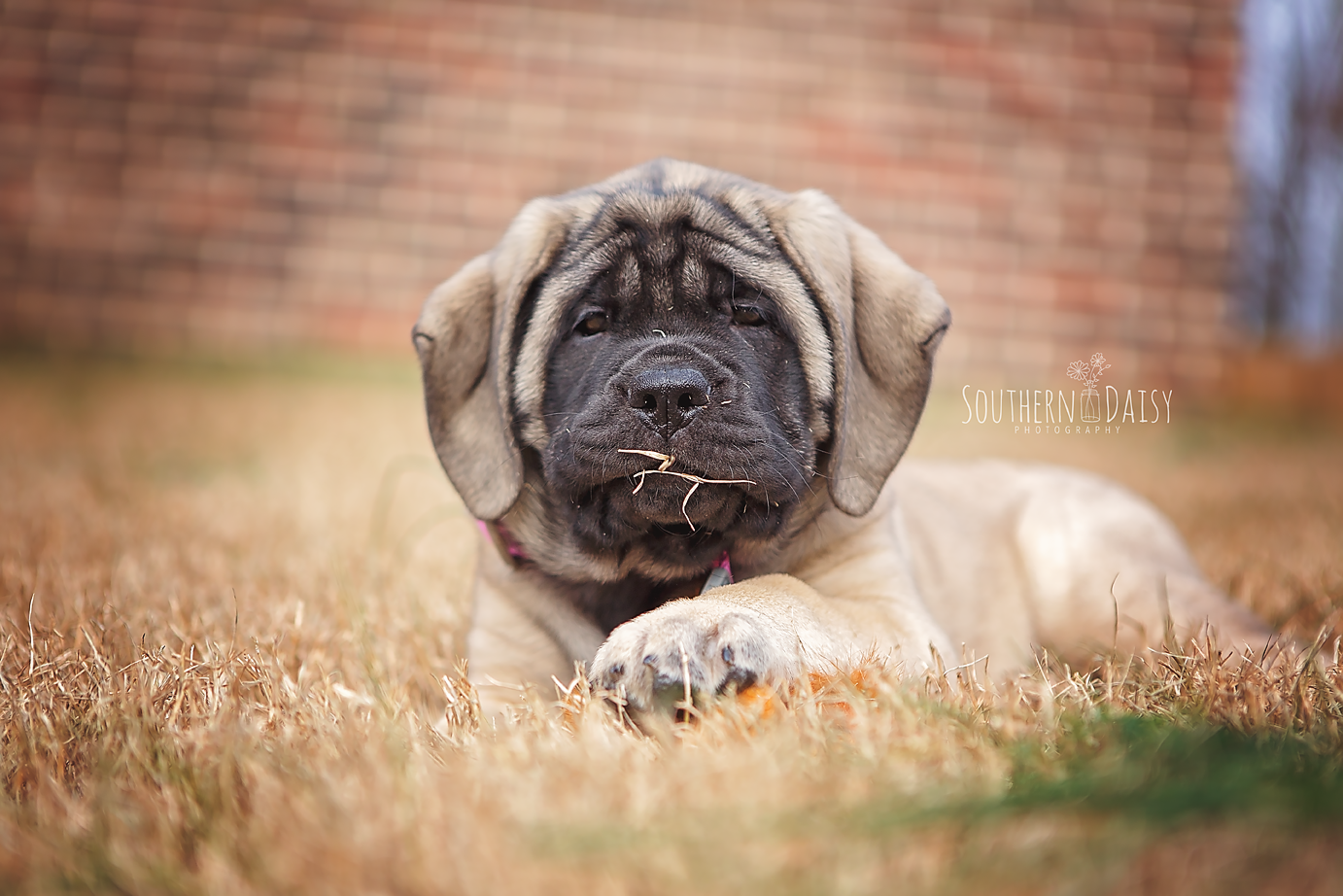 English Mastiff Puppy