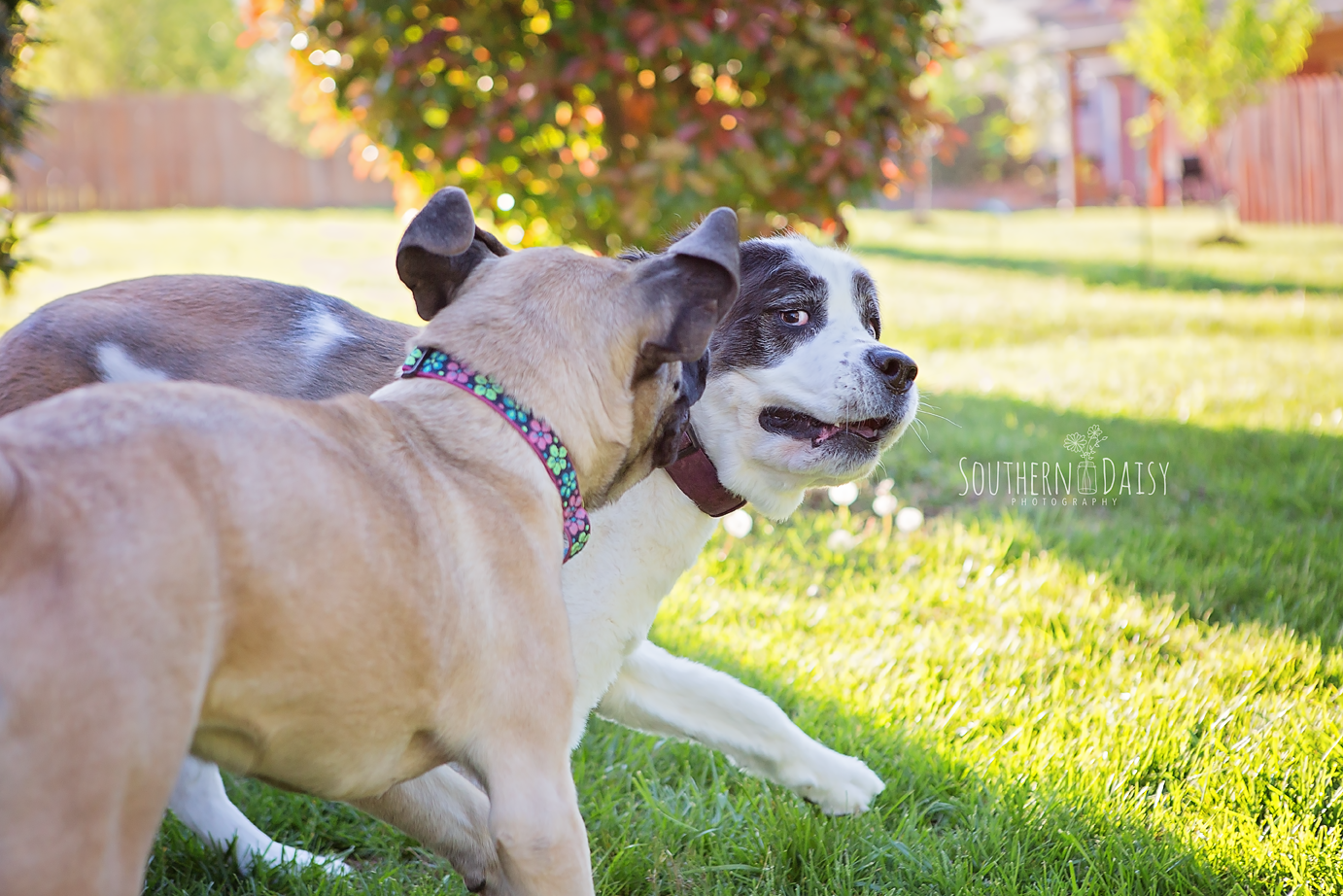 Skye and Kaylee - southerndaisy.com