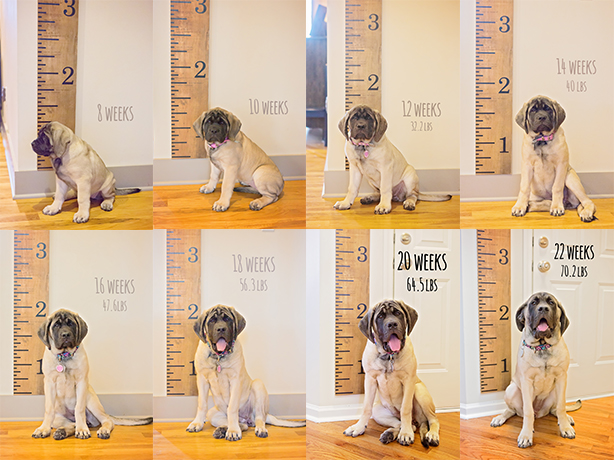 Puppy Growth Pictures | Southerndaisy.com