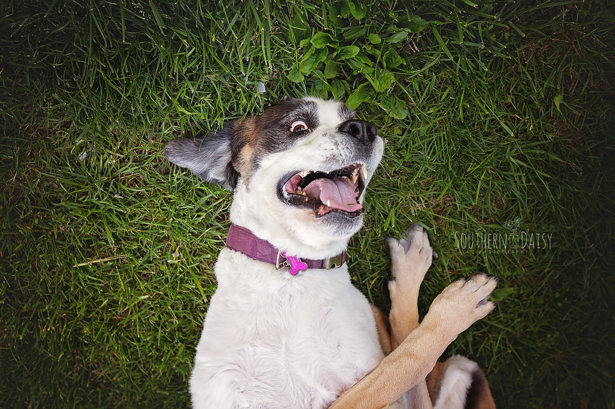 Funny dog - southerndaisy.com