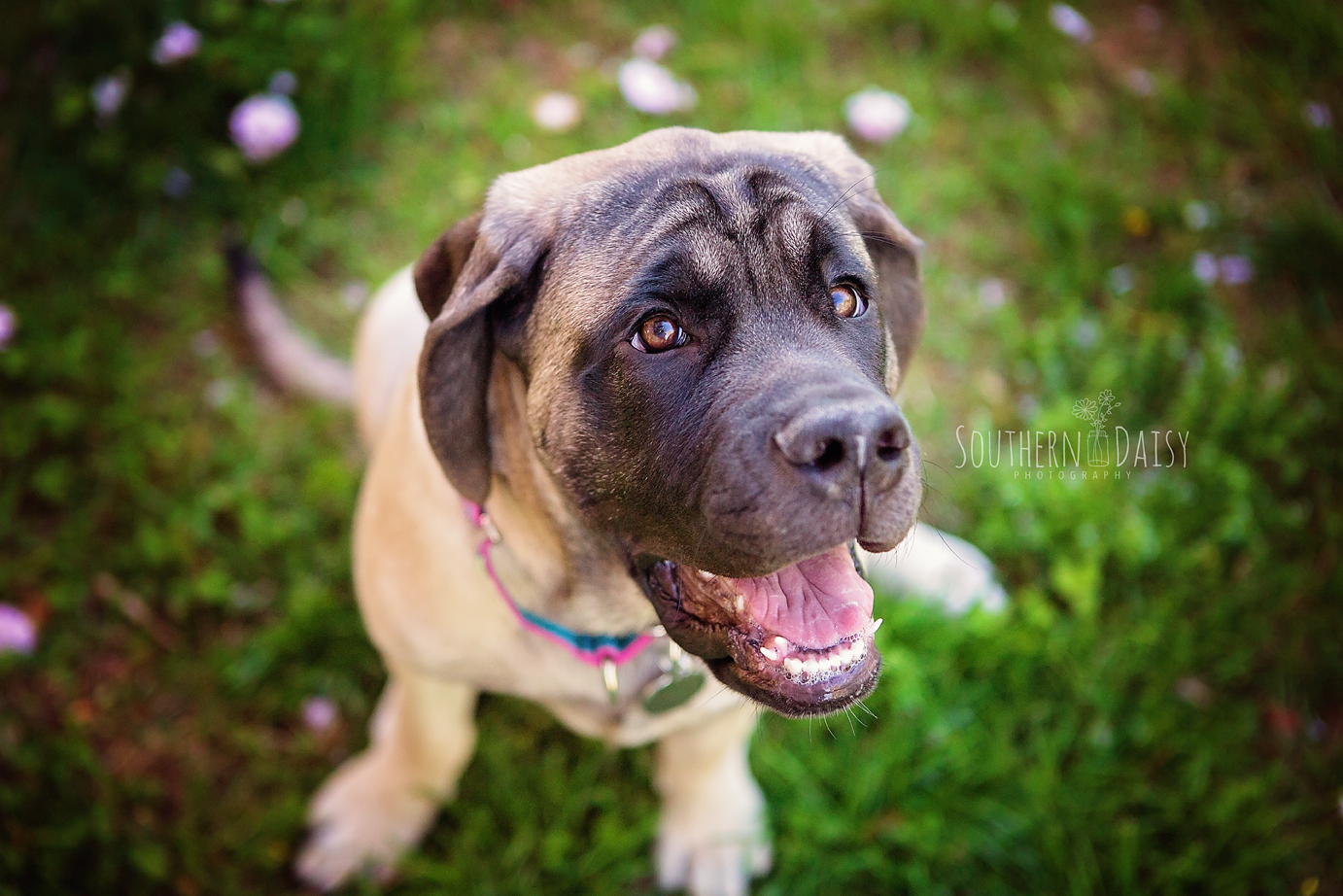 English Mastiff Puppy - southerndaisy.com