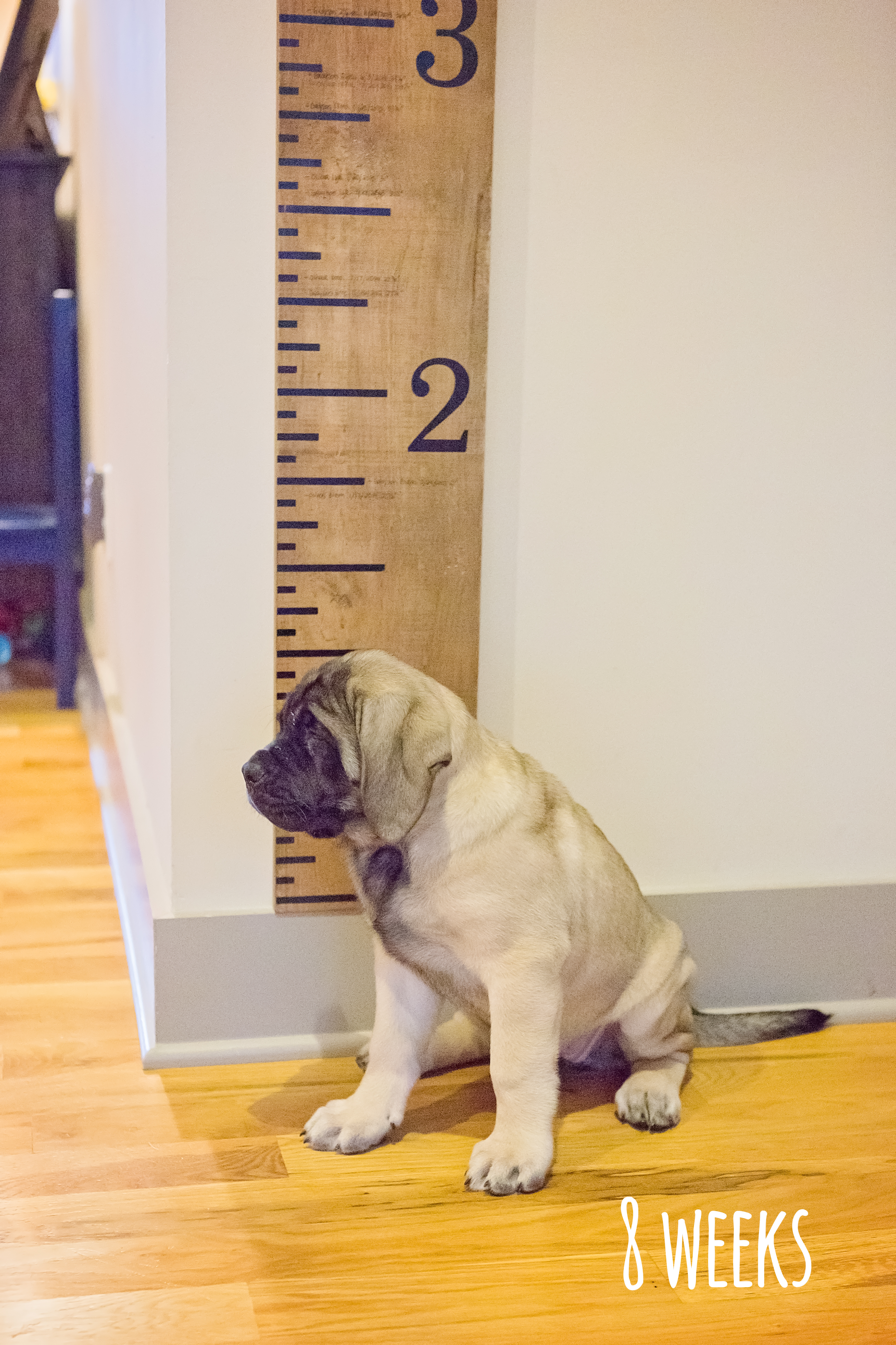 Puppy Growth Pictures - English Mastiff