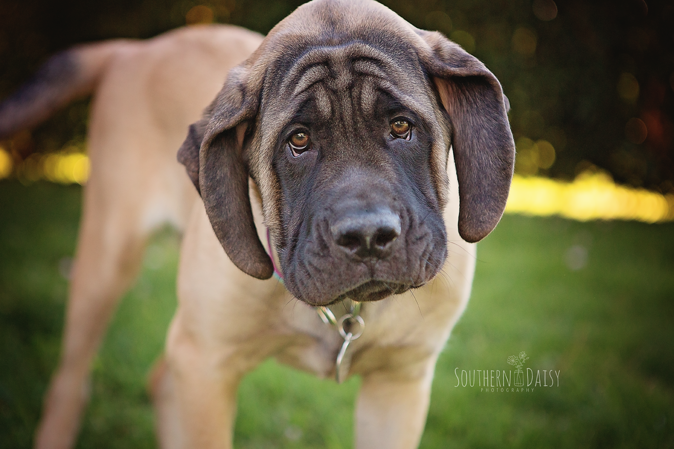 English Mastiff puppy - southerndaisy.com