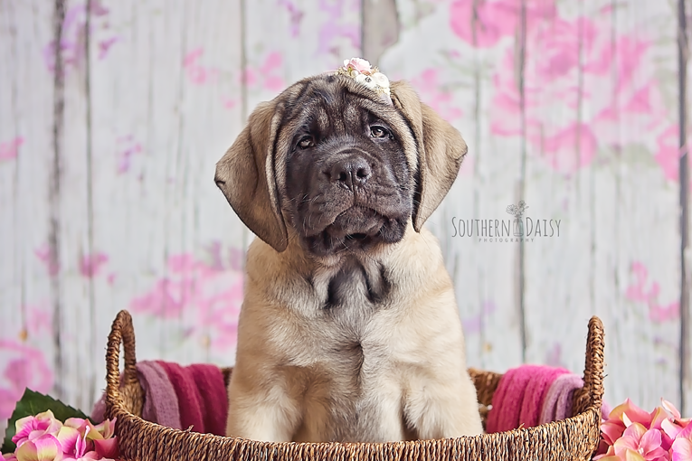 English Mastiff Puppy - Puppy Photo Shoot | Southern Daisy Photography