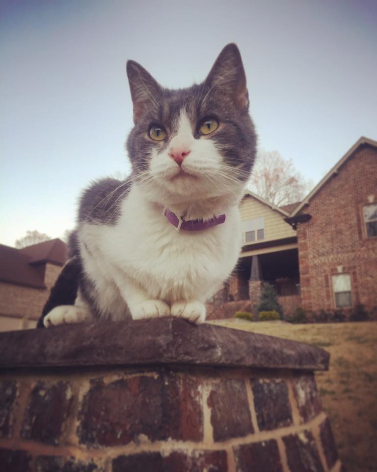 12316281_739268364501_7733993843762071325_n