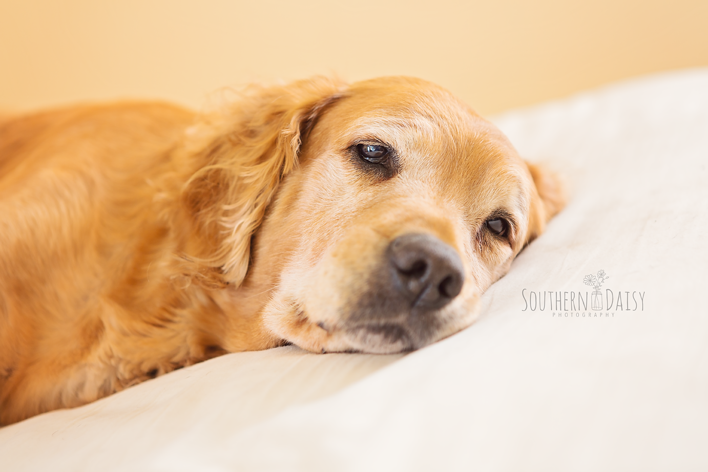 Maternity Session with Dog - Southern Daisy Photography - Hendersonville, TN