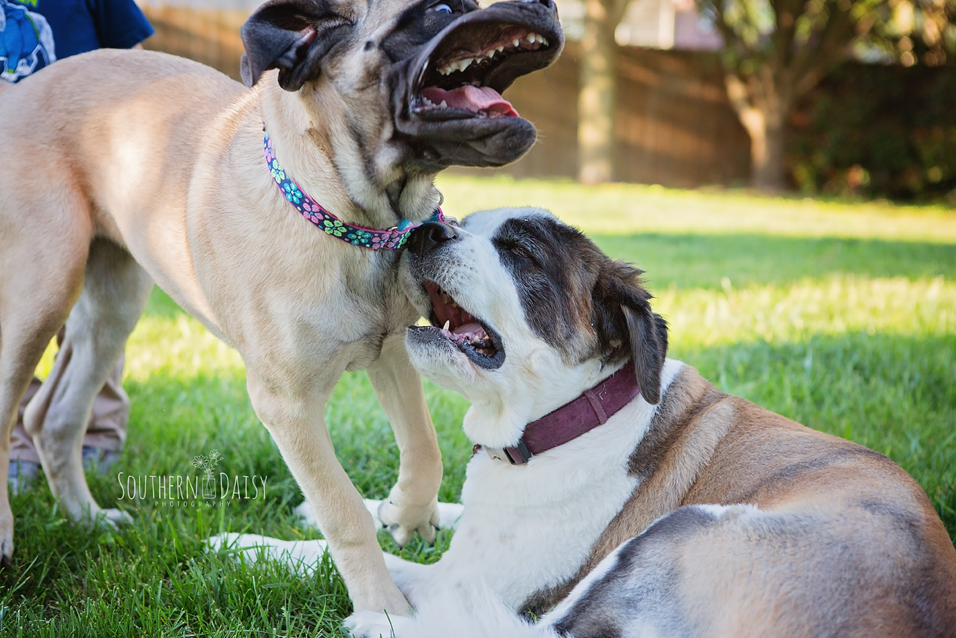 Skye and Kaylee - southerndaisy.com