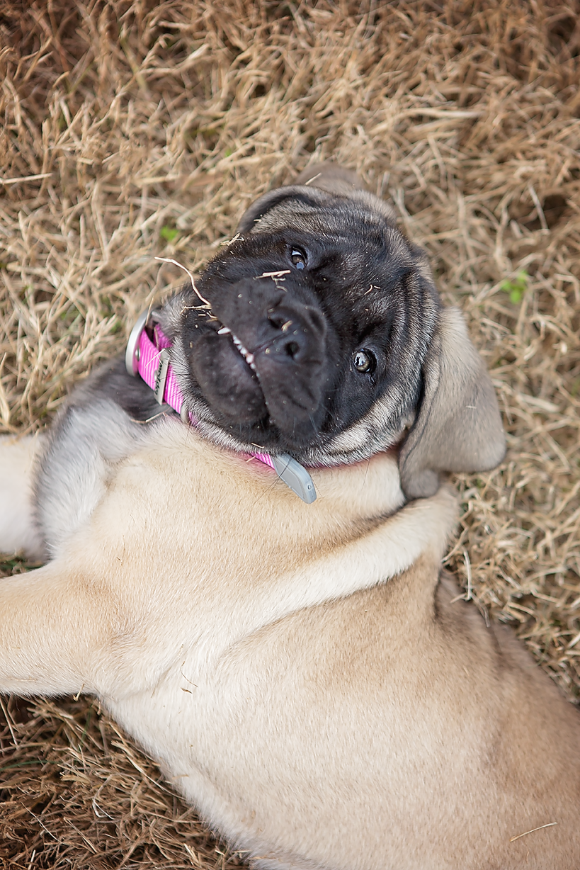 English Mastiff Puppy