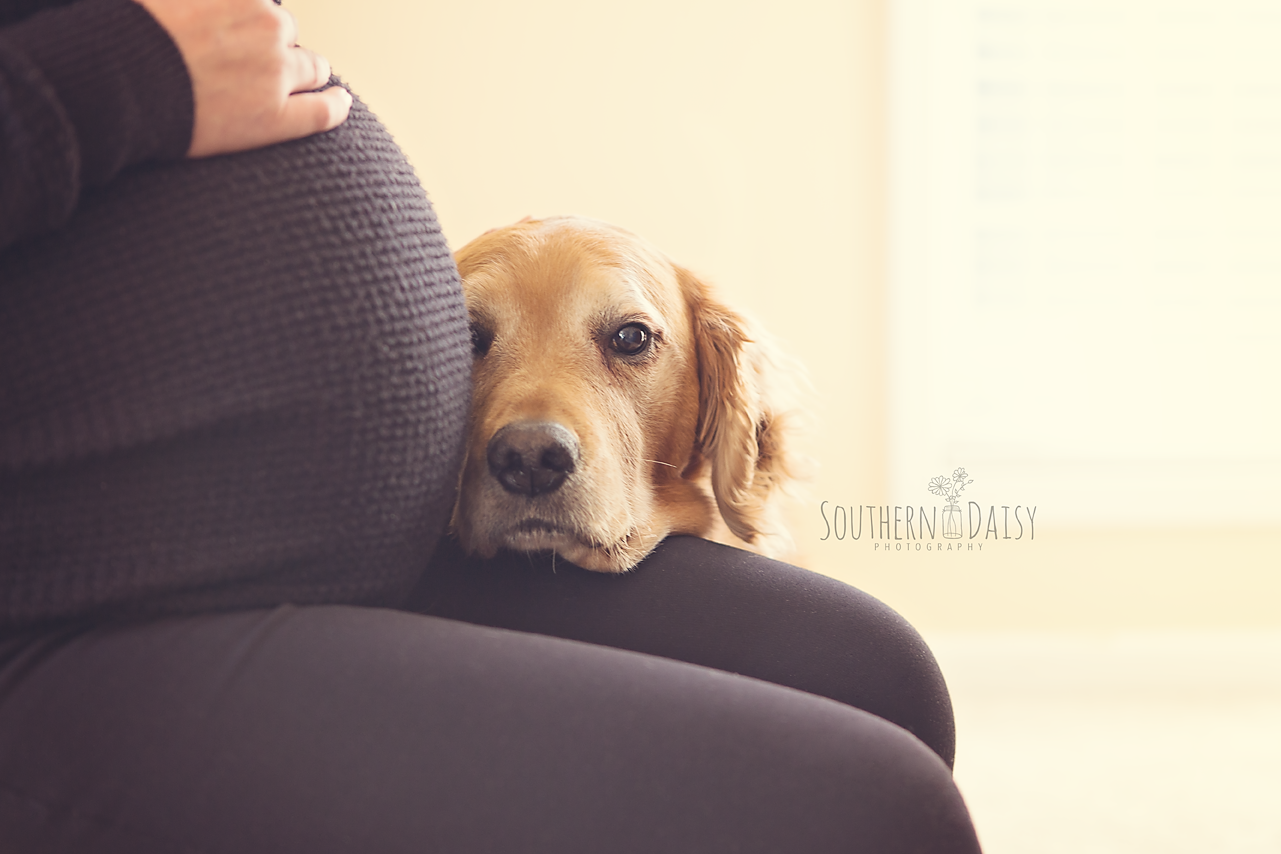Maternity Session with Dog - Southern Daisy Photography - Hendersonville, TN